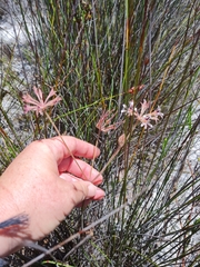 Pelargonium pilosellifolium