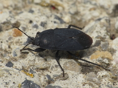 Aellopus atratus