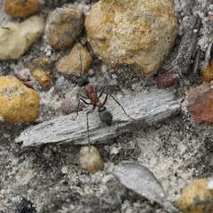 Myrmecia chasei