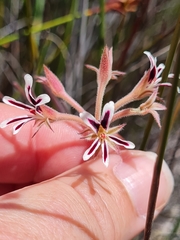 Pelargonium pilosellifolium