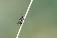 Axinotarsus pulicarius