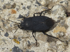 Aellopus atratus
