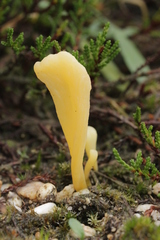 Clavaria argillacea