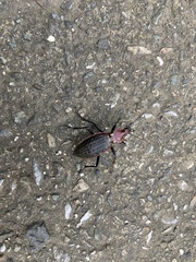 Carabus nankotaizanus