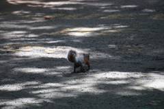 Sciurus aureogaster