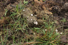 Poronia punctata