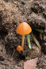Conocybe pubescens