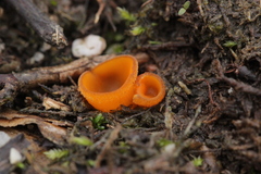 Pseudaleuria fibrillosa