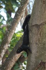 Sciurus aureogaster