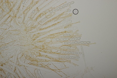 Pseudaleuria fibrillosa