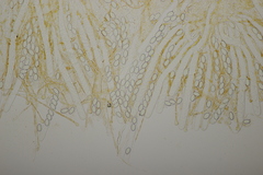 Pseudaleuria fibrillosa