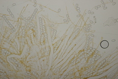 Pseudaleuria fibrillosa