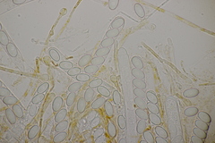 Pseudaleuria fibrillosa