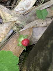 Potentilla hebiichigo