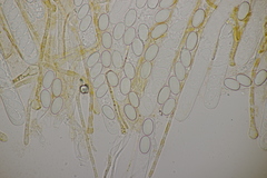 Pseudaleuria fibrillosa