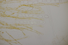 Pseudaleuria fibrillosa