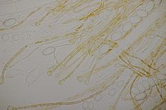 Pseudaleuria fibrillosa