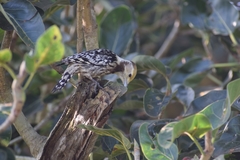 Leiopicus mahrattensis