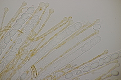 Pseudaleuria fibrillosa