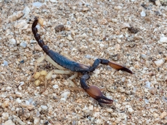 Opistophthalmus