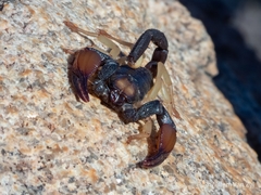 Opistophthalmus