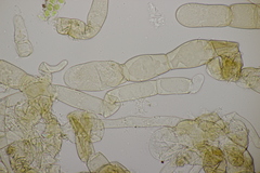 Pseudaleuria fibrillosa