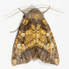 Papaipema cataphracta