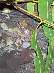 Platyplectrum ornatum
