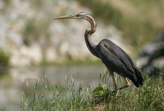 Ardea purpurea