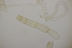 Pseudaleuria fibrillosa