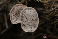 Poronia punctata