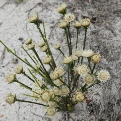 Actinodium cunninghamii