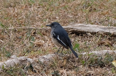 Copsychus saularis