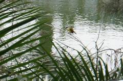 Pitangus sulphuratus