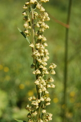 Artemisia latifolia