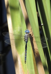 Rhionaeschna multicolor