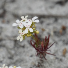 Stylidium guttatum