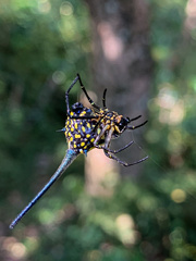 Gasteracantha dalyi