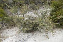 Jacksonia furcellata