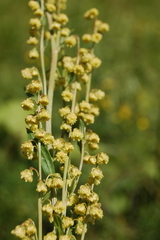 Artemisia latifolia
