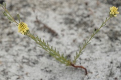Comesperma flavum