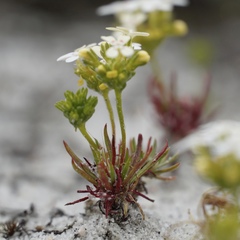 Stylidium guttatum
