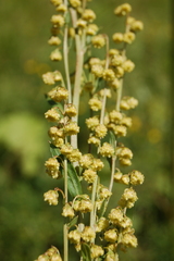 Artemisia latifolia