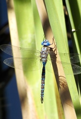 Rhionaeschna multicolor