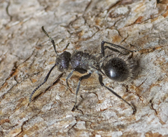 Polyrhachis punctiventris