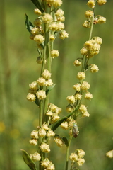 Artemisia latifolia