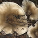 Cloudy Clitocybe - Photo (c) Pat Enright, some rights reserved (CC BY-NC), uploaded by Pat Enright