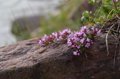 Thymus seravschanicus