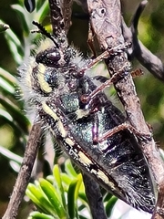 Neojulodis