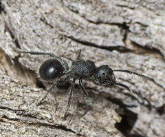 Polyrhachis punctiventris